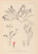 Herbier de la flore française Pl0427 - Louis Antoine Cusin — Ansicht des Kunstwerks