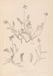 Herbier de la flore française Pl0429 - Louis Antoine Cusin — Ansicht des Kunstwerks