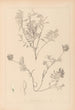 Herbier de la flore française Pl0432 - Louis Antoine Cusin — Ansicht des Kunstwerks