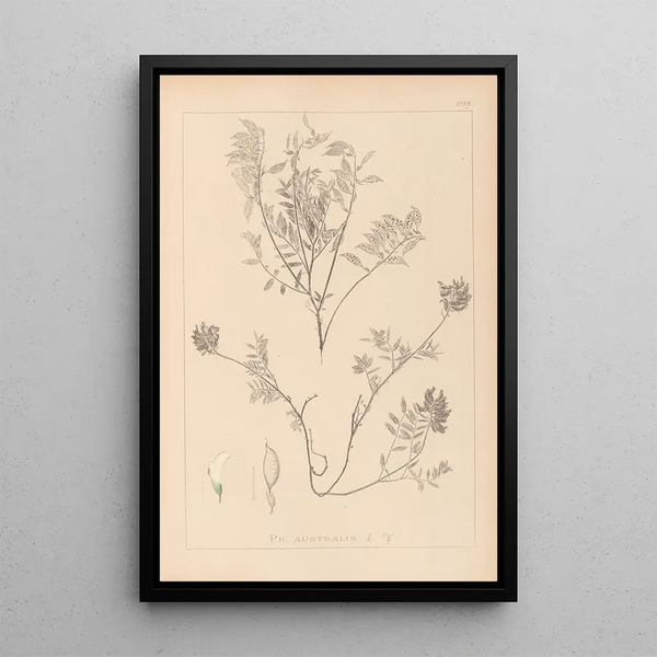 Louis Antoine Cusin - Herbier de la flore franaise Pl0432.webp