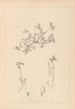 Herbier de la flore française Pl0433 - Louis Antoine Cusin — Ansicht des Kunstwerks