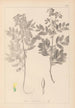 Herbier de la flore française Pl0434 - Louis Antoine Cusin — Ansicht des Kunstwerks