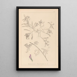 Louis Antoine Cusin - Herbier de la flore franaise Pl0435.webp