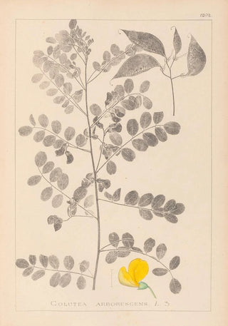 Louis Antoine Cusin - Herbier de la flore franaise Pl0436.webp