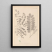 Herbier de la flore française Pl0437 - Louis Antoine Cusin — gerahmtes Bild an der Wand