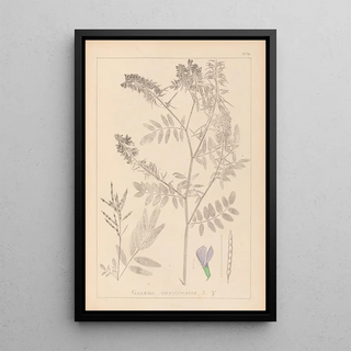 Louis Antoine Cusin - Herbier de la flore franaise Pl0438.webp