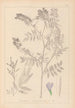 Herbier de la flore française Pl0438 - Louis Antoine Cusin — Ansicht des Kunstwerks