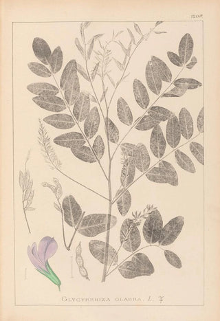 Louis Antoine Cusin - Herbier de la flore franaise Pl0439.webp