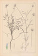 Herbier de la flore française Pl0440 - Louis Antoine Cusin — Ansicht des Kunstwerks
