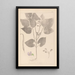 Herbier de la flore française Pl0442 - Louis Antoine Cusin — gerahmtes Bild an der Wand