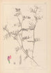 Herbier de la flore française Pl0445 - Louis Antoine Cusin — Ansicht des Kunstwerks