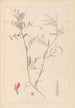 Herbier de la flore française Pl0447 - Louis Antoine Cusin — Ansicht des Kunstwerks