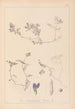 Herbier de la flore française Pl0451 - Louis Antoine Cusin — Ansicht des Kunstwerks