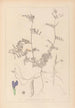Herbier de la flore française Pl0452 - Louis Antoine Cusin — Ansicht des Kunstwerks