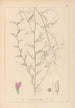 Herbier de la flore française Pl0453 - Louis Antoine Cusin — Ansicht des Kunstwerks