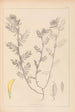 Herbier de la flore française Pl0454 - Louis Antoine Cusin — Ansicht des Kunstwerks
