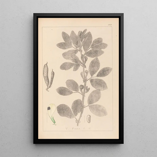 Louis Antoine Cusin - Herbier de la flore franaise Pl0457.webp