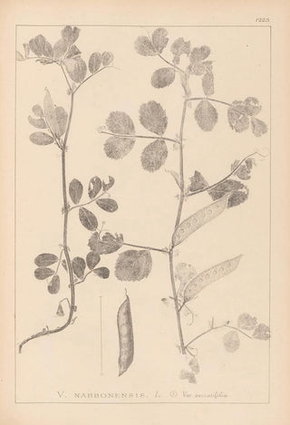 Louis Antoine Cusin - Herbier de la flore franaise Pl0459.webp