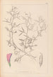 Herbier de la flore française Pl0460 - Louis Antoine Cusin — Ansicht des Kunstwerks