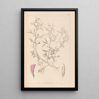 Louis Antoine Cusin - Herbier de la flore franaise Pl0460.webp