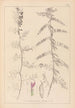 Herbier de la flore française Pl0462 - Louis Antoine Cusin — Ansicht des Kunstwerks