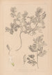 Herbier de la flore française Pl0463 - Louis Antoine Cusin — Ansicht des Kunstwerks