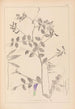 Herbier de la flore française Pl0467 - Louis Antoine Cusin — Ansicht des Kunstwerks