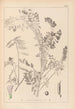 Herbier de la flore française Pl0469 - Louis Antoine Cusin — Ansicht des Kunstwerks