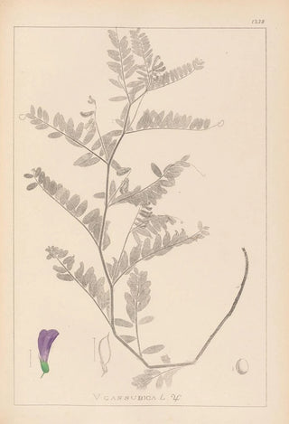 Louis Antoine Cusin - Herbier de la flore franaise Pl0471.webp