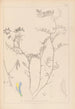 Herbier de la flore française Pl0477 - Louis Antoine Cusin — Ansicht des Kunstwerks