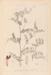 Herbier de la flore française Pl0478 - Louis Antoine Cusin — Ansicht des Kunstwerks
