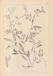 Herbier de la flore française Pl0480 - Louis Antoine Cusin — Ansicht des Kunstwerks