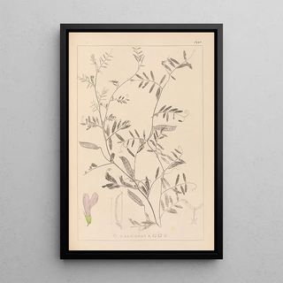 Louis Antoine Cusin - Herbier de la flore franaise Pl0480.webp