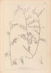 Herbier de la flore française Pl0481 - Louis Antoine Cusin — Ansicht des Kunstwerks