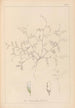 Herbier de la flore française Pl0483 - Louis Antoine Cusin — Ansicht des Kunstwerks