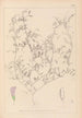 Herbier de la flore française Pl0484 - Louis Antoine Cusin — Ansicht des Kunstwerks