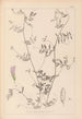 Herbier de la flore française Pl0485 - Louis Antoine Cusin — Ansicht des Kunstwerks