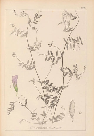 Louis Antoine Cusin - Herbier de la flore franaise Pl0485.webp