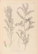 Herbier de la flore française Pl0487 - Louis Antoine Cusin — Ansicht des Kunstwerks