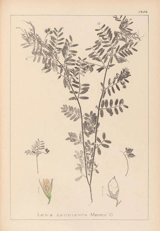 Louis Antoine Cusin - Herbier de la flore franaise Pl0488.webp