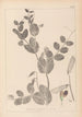 Herbier de la flore française Pl0491 - Louis Antoine Cusin — Ansicht des Kunstwerks