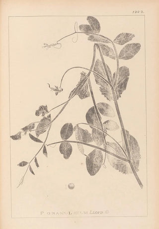 Louis Antoine Cusin - Herbier de la flore franaise Pl0494.webp