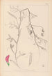 Herbier de la flore française Pl0495 - Louis Antoine Cusin — Ansicht des Kunstwerks