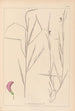 Herbier de la flore française Pl0500 - Louis Antoine Cusin — Ansicht des Kunstwerks