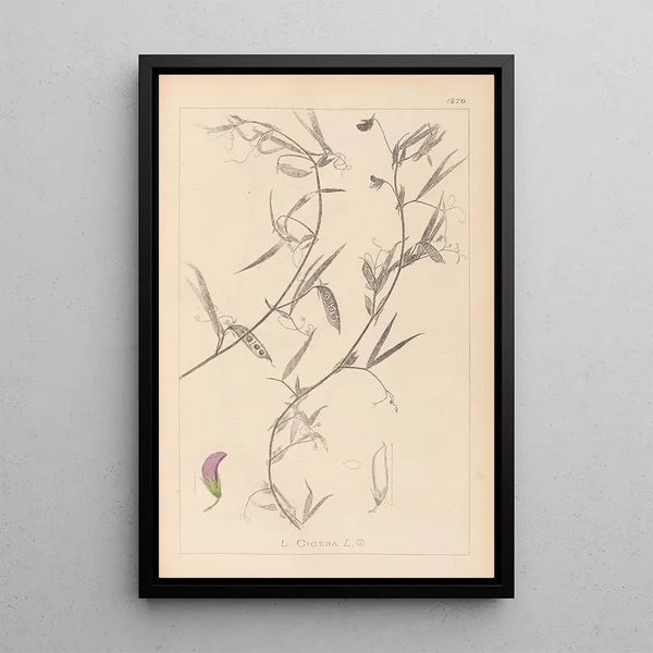 Louis Antoine Cusin - Herbier de la flore franaise Pl0502.webp