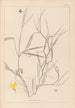 Herbier de la flore française Pl0504 - Louis Antoine Cusin — Ansicht des Kunstwerks