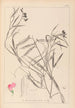 Herbier de la flore française Pl0505 - Louis Antoine Cusin — Ansicht des Kunstwerks