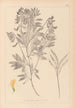 Herbier de la flore française Pl0513 - Louis Antoine Cusin — Ansicht des Kunstwerks