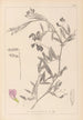 Herbier de la flore française Pl0515 - Louis Antoine Cusin — Ansicht des Kunstwerks
