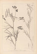 Herbier de la flore française Pl0516 - Louis Antoine Cusin — Ansicht des Kunstwerks
